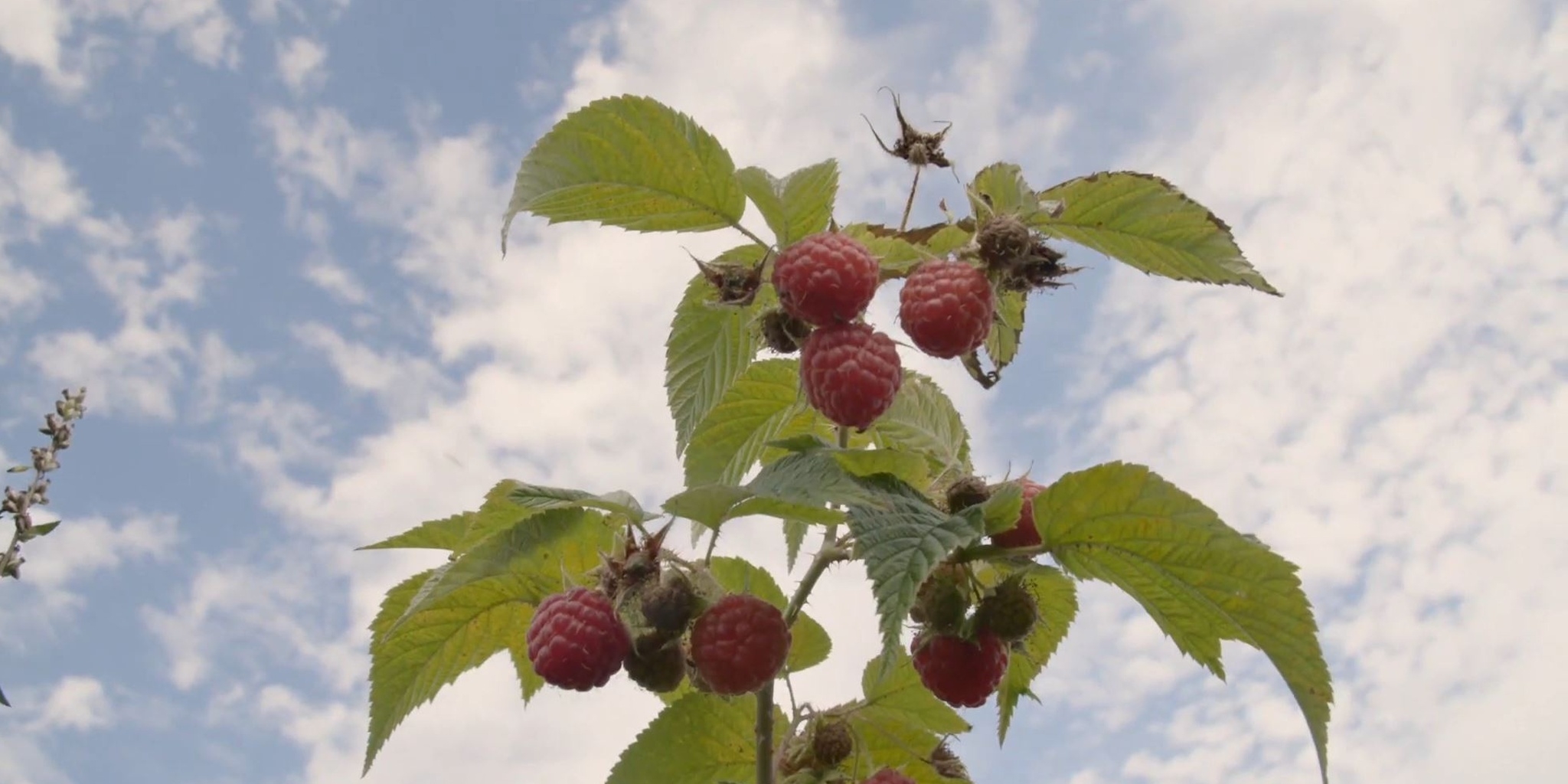 Arthur l'aventurier à la découverte des Rocheuses
