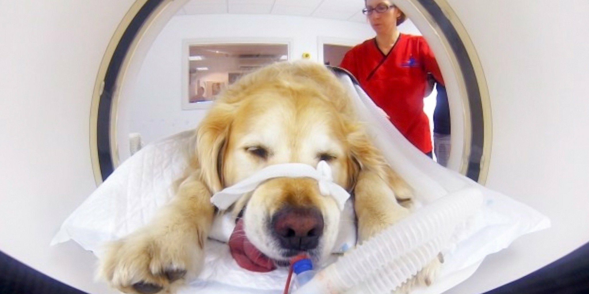 Super vétérinaire — ICI Explora 23:00