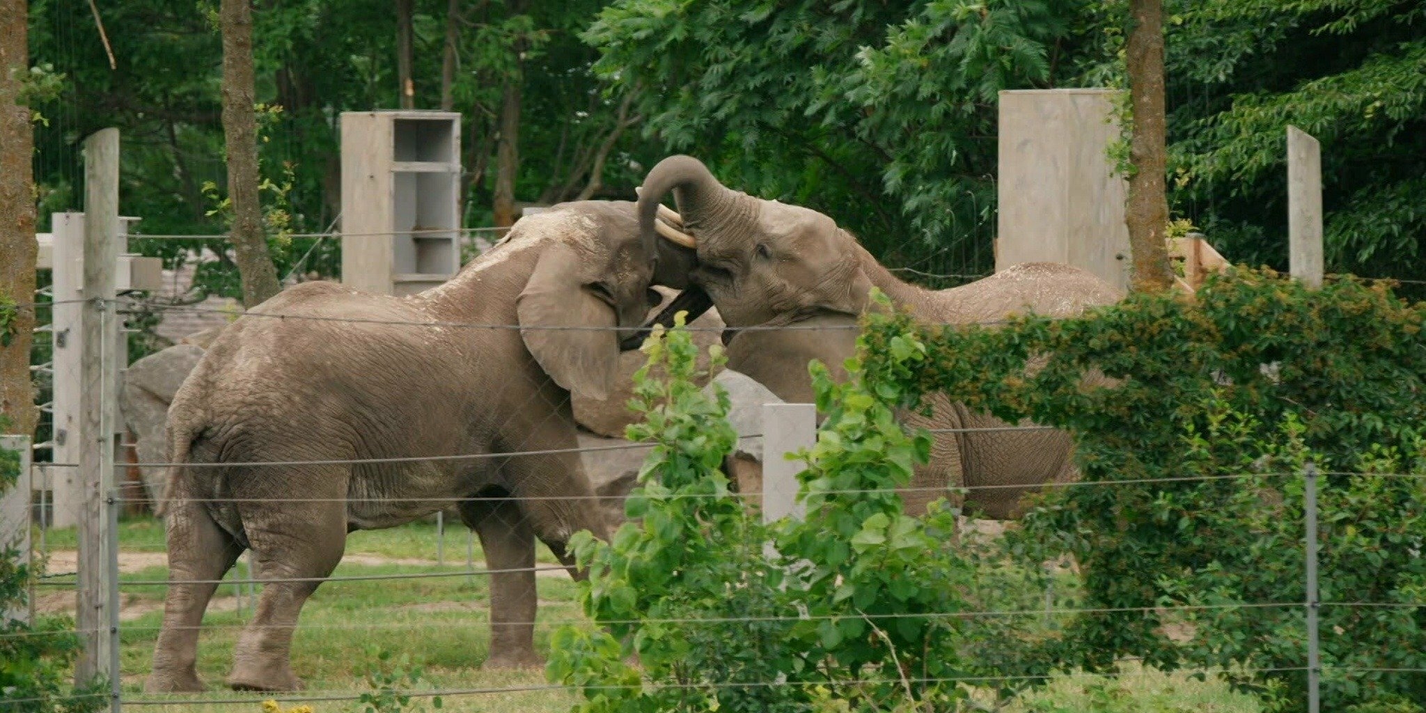 La vie secrète des animaux — ICI Explora 00:30