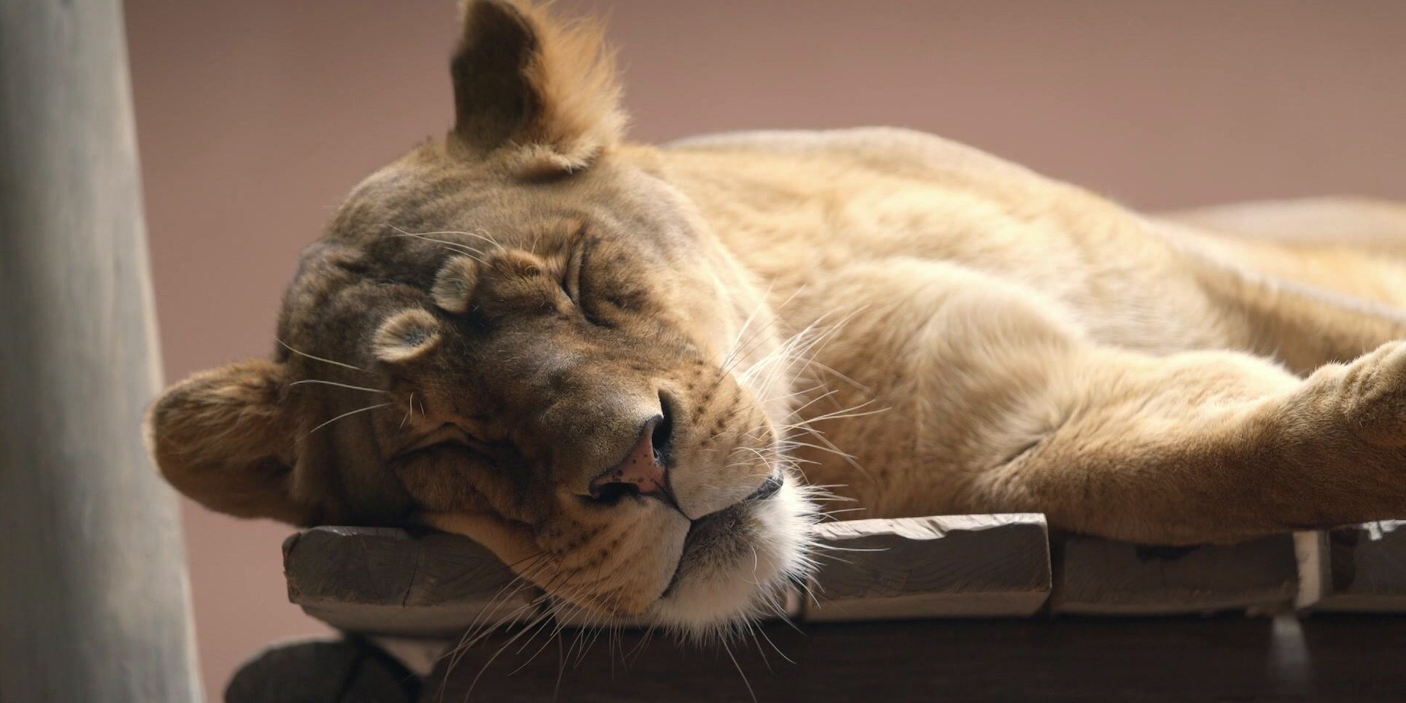 La vie secrète des animaux