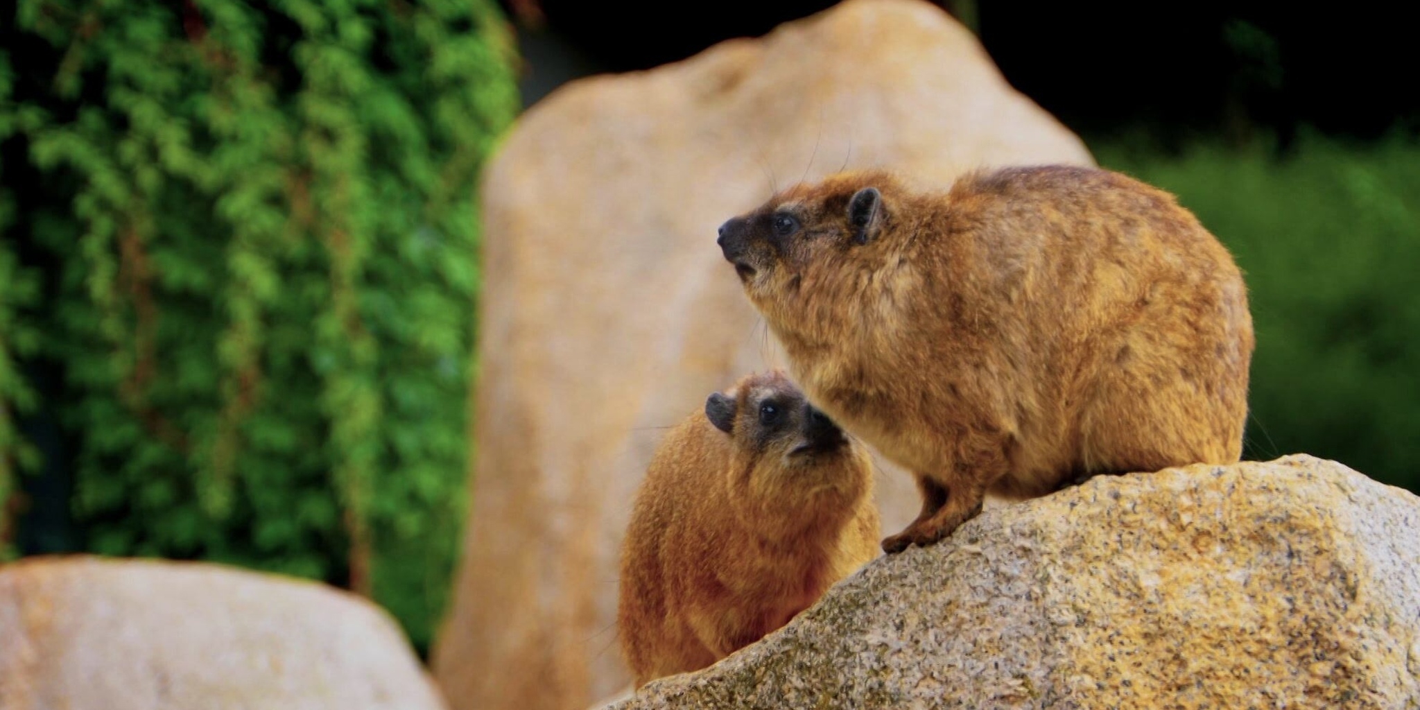 La vie secrète des animaux