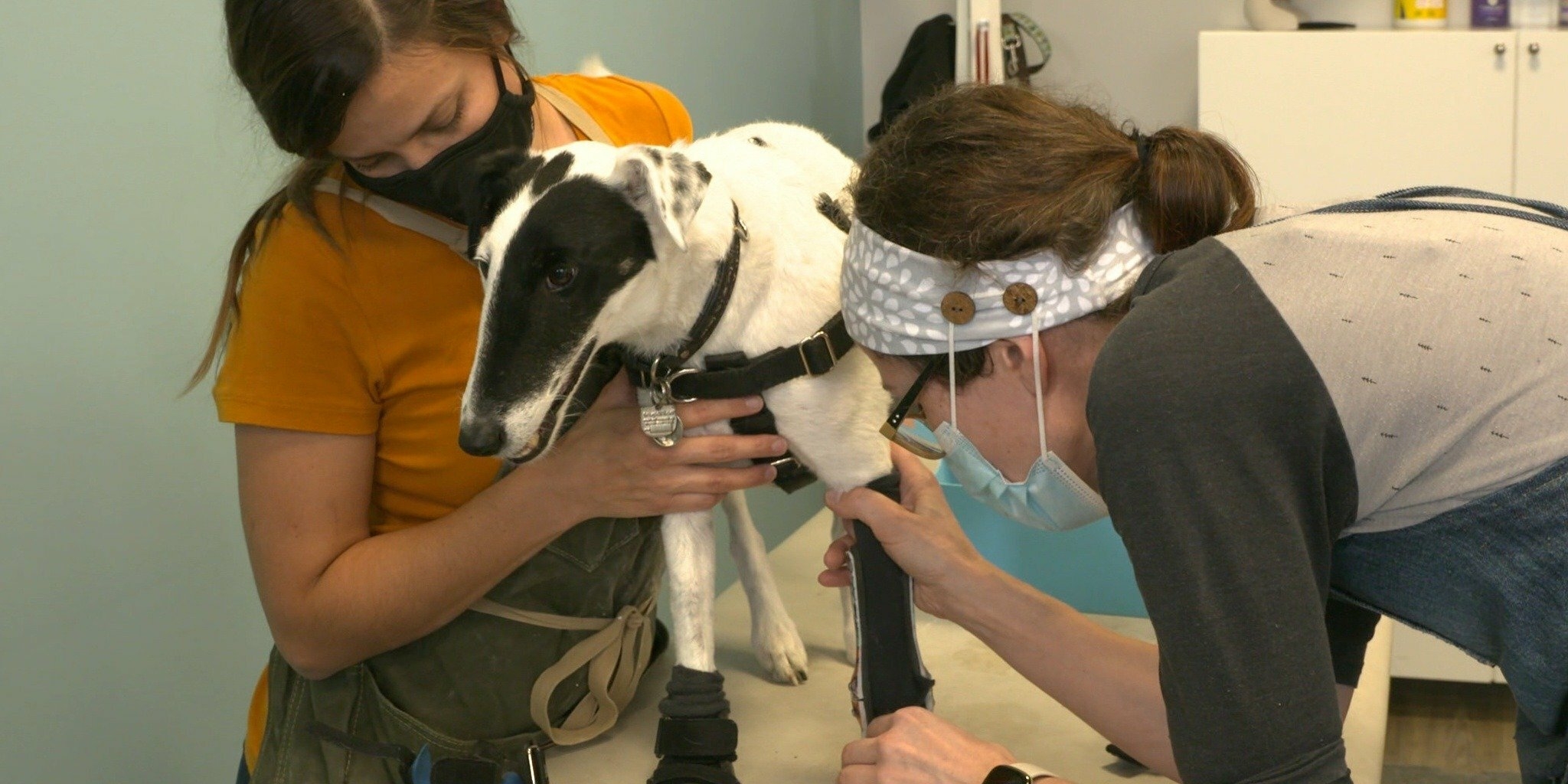 Adaptable Animals — AMITV 06:00