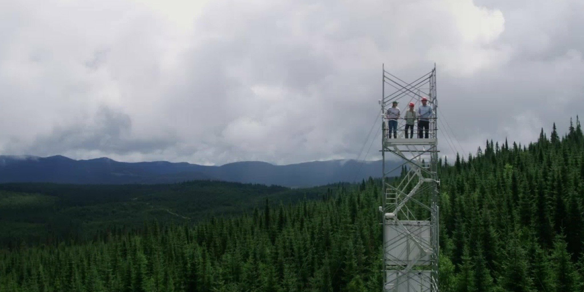 La bataille pour la forêt