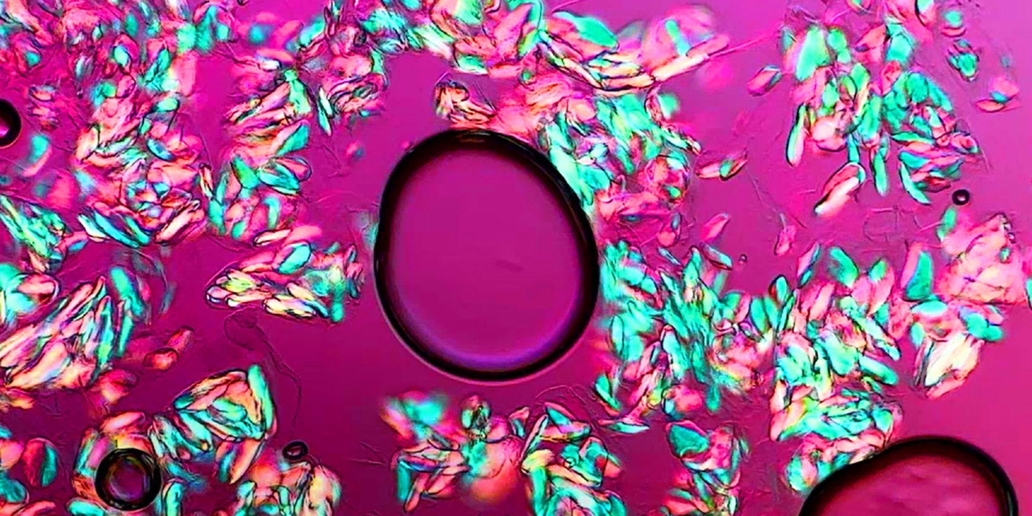 Créatures microscopiques — Canal Savoir 04:00