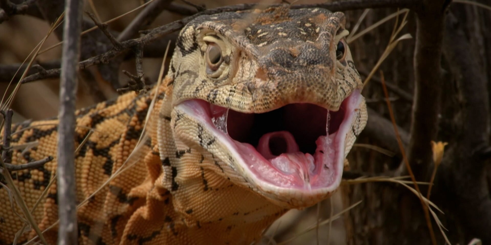 La mort au bout des crocs