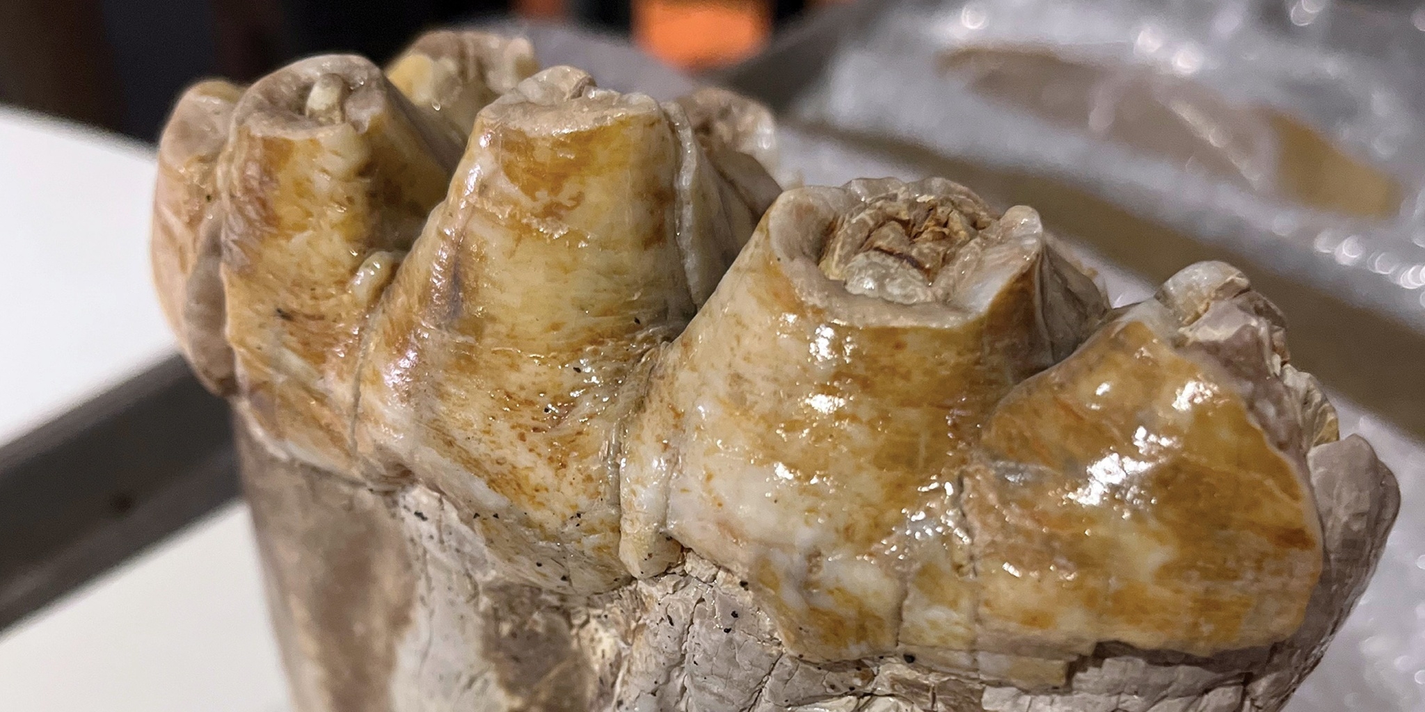 La préhistoire du Québec