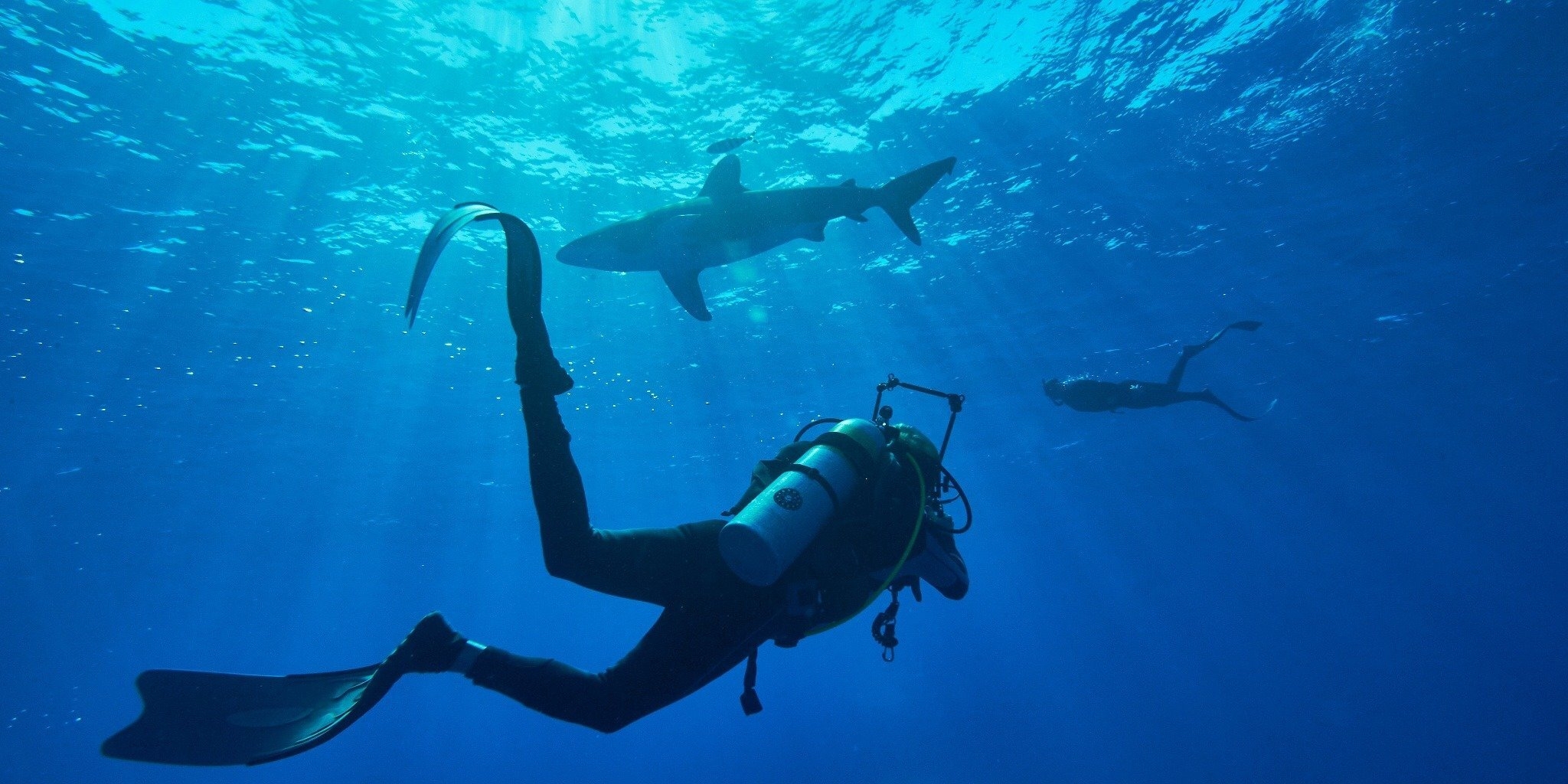À la rencontre des requins avec Steve Backshall