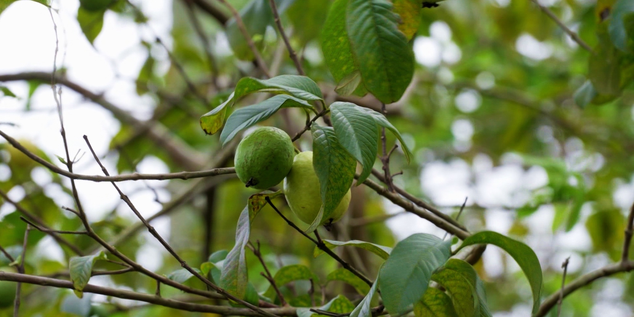 Polynésie, le pouvoir des plantes — Planete+ Canada 13:00