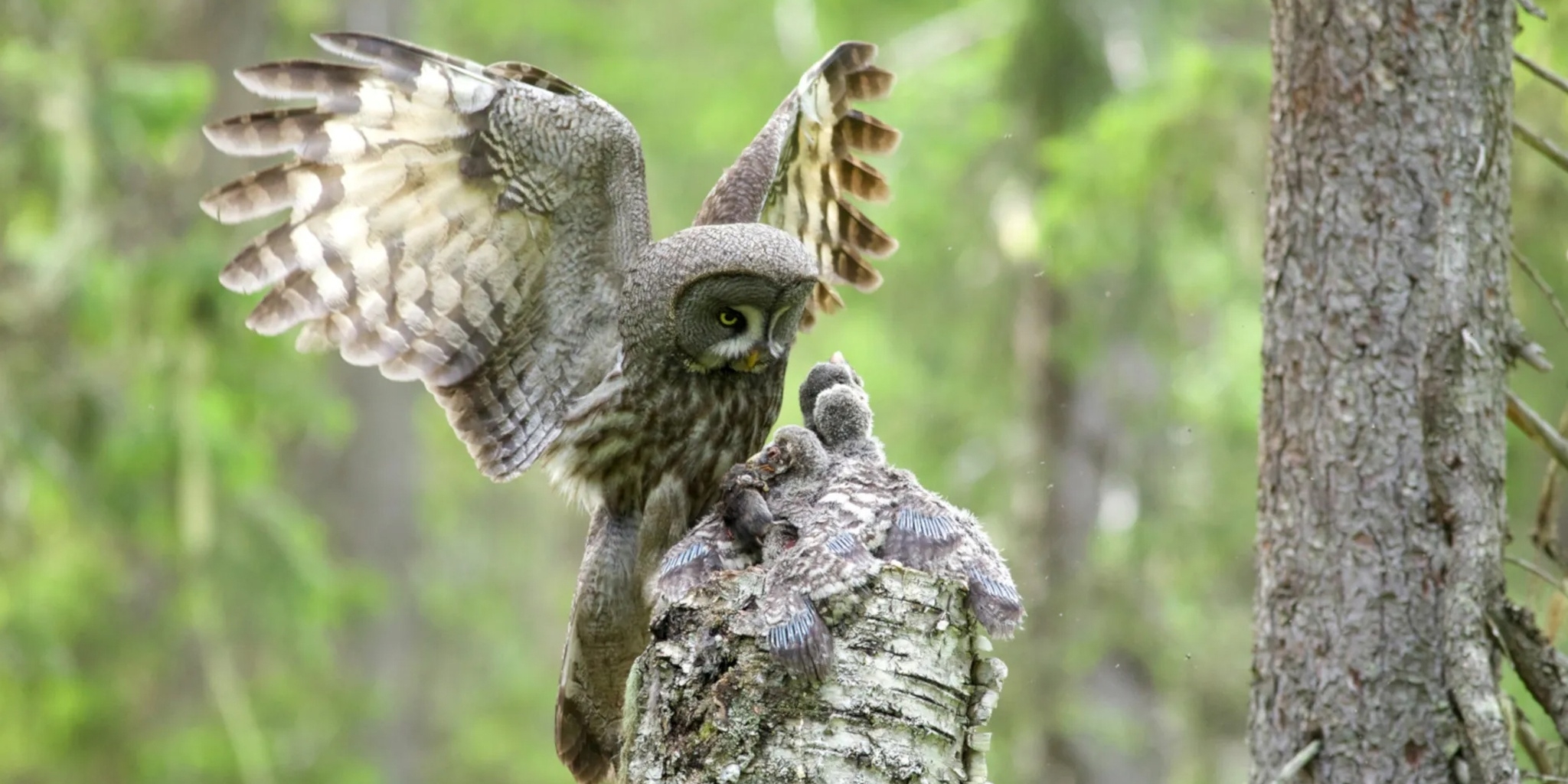 Sur les ailes des rapaces