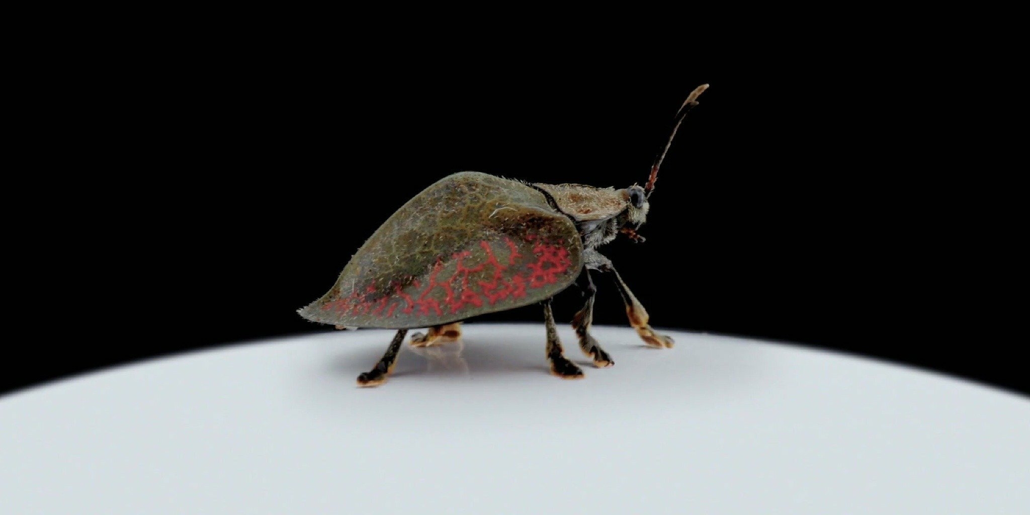 Planète insecte — ICI Explora 23:59