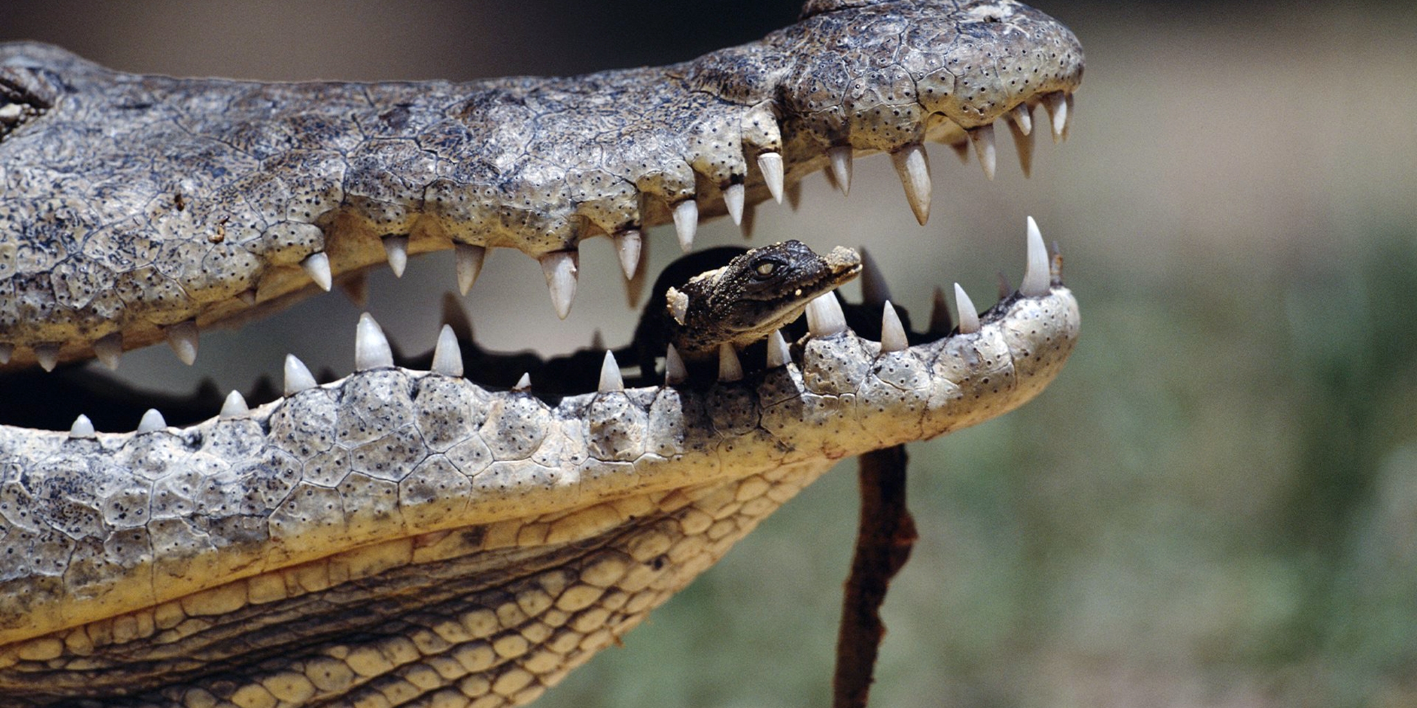 Prédateurs et proies, un équilibre fragile