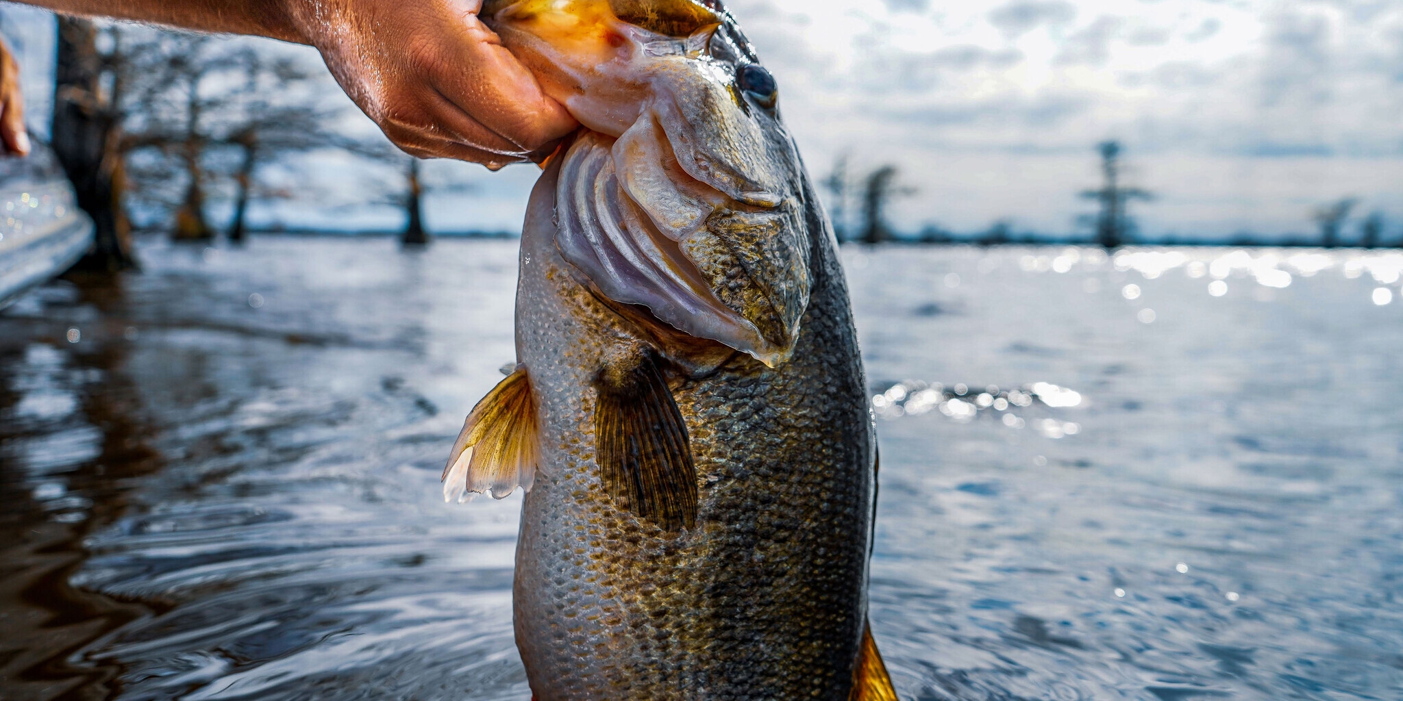 Roadfish: pêche et aventures