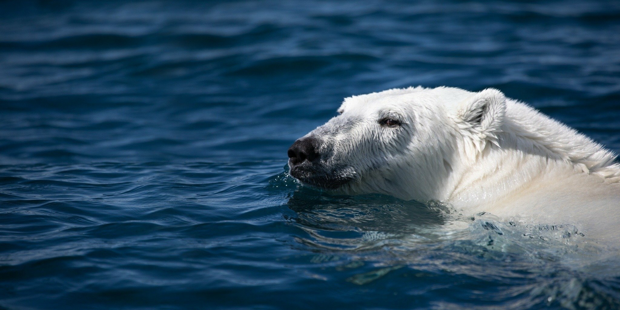 Odyssée sous les glaces — Canal Savoir 04:45