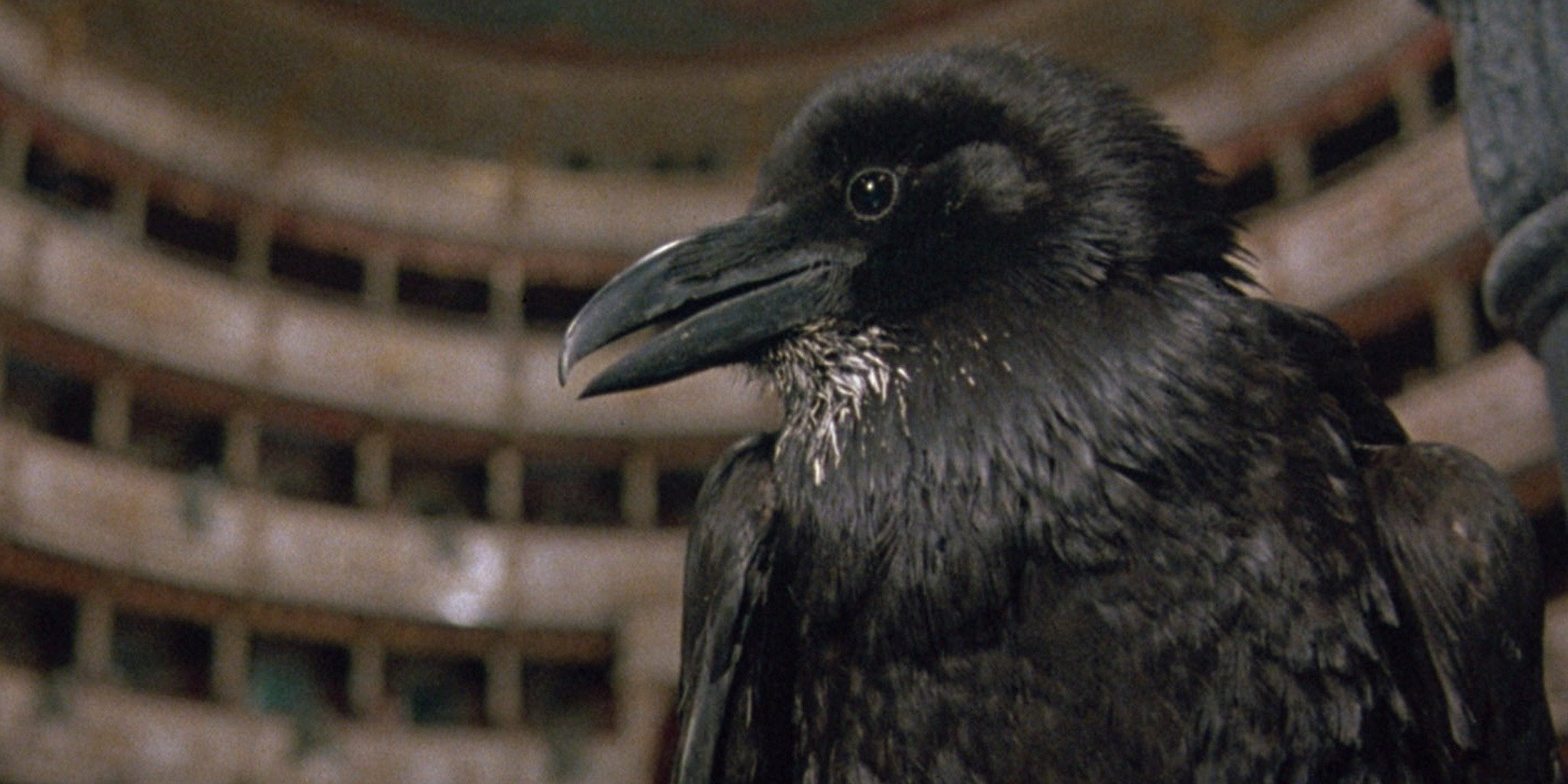 Terreur à l'opéra — Frissons TV 08:30