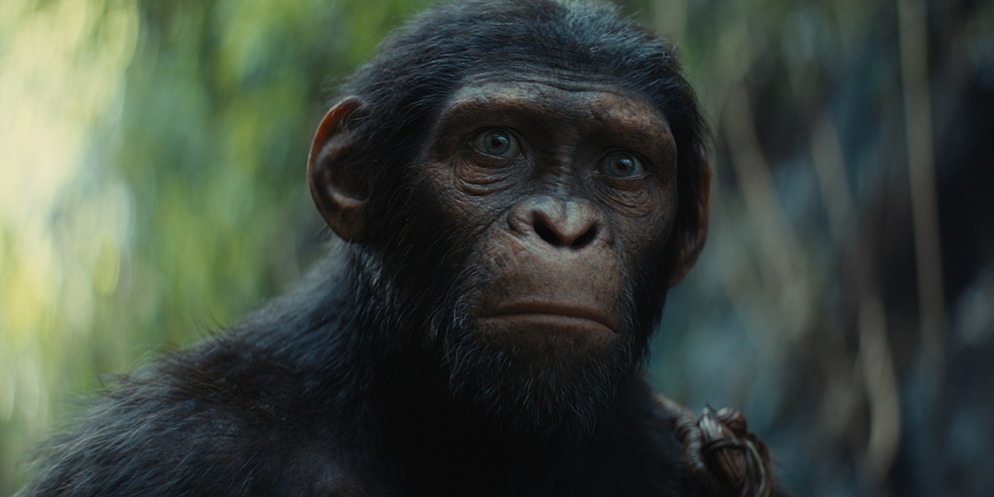 Le royaume de la planète des singes