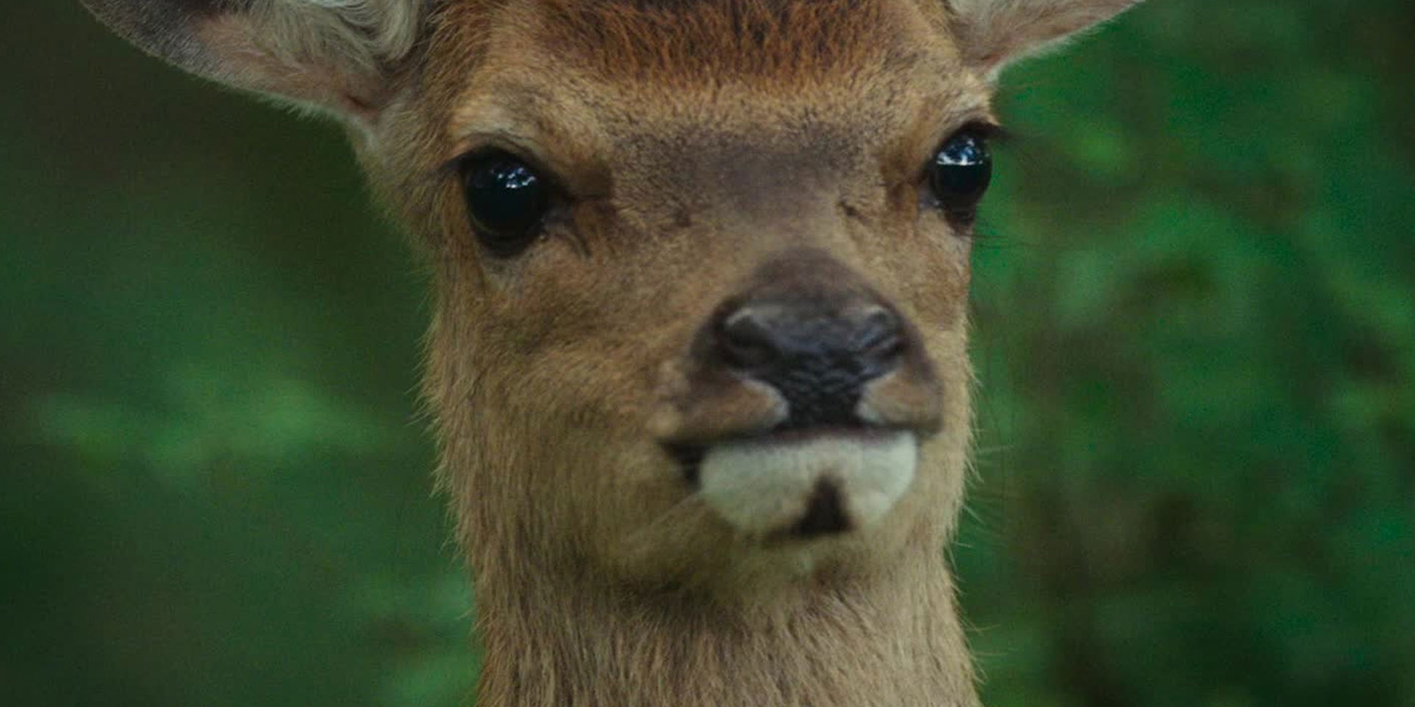 Bambi, l'histoire d'une vie dans les bois — Super Ecran 1 18:25