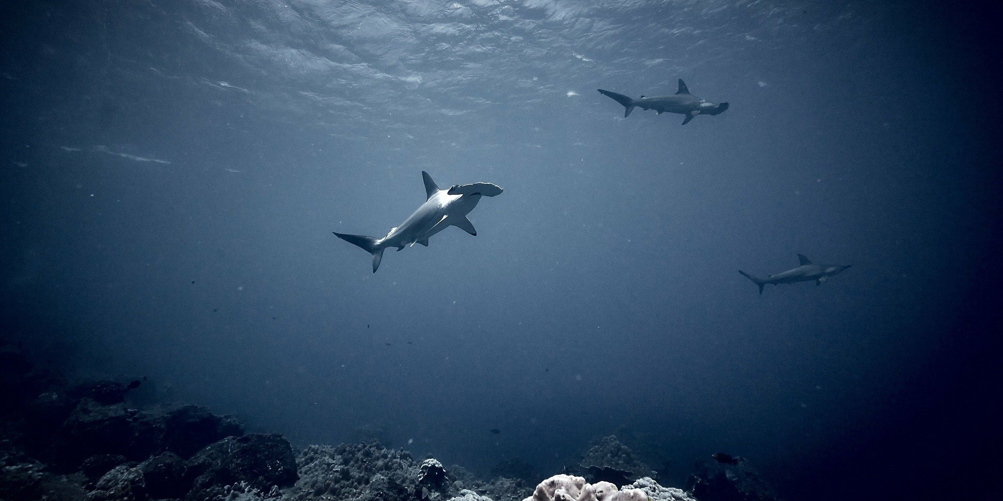 Au plus près des requins
