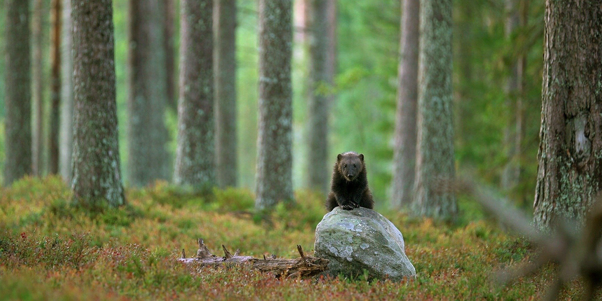 Le glouton, féroce prédateur du Nord