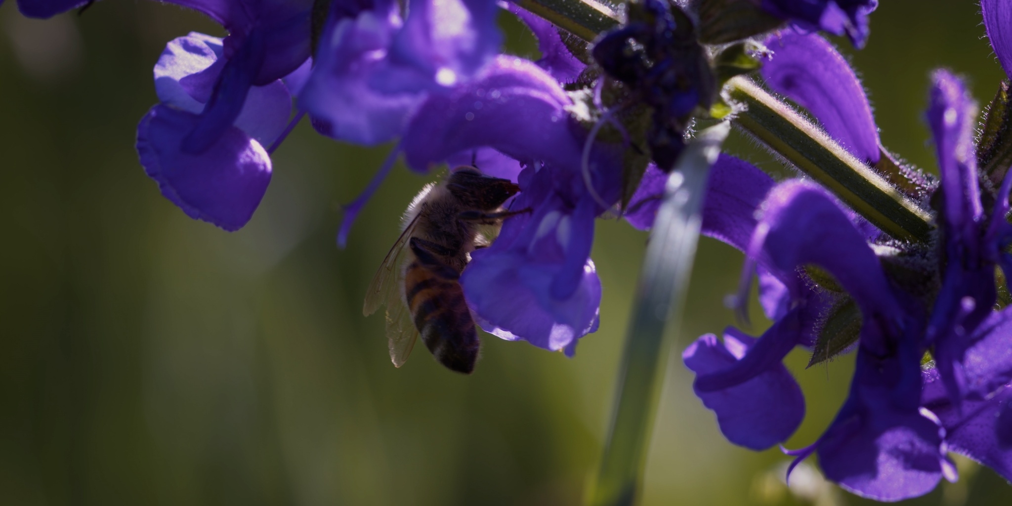 Au pays de l'abeille noire
