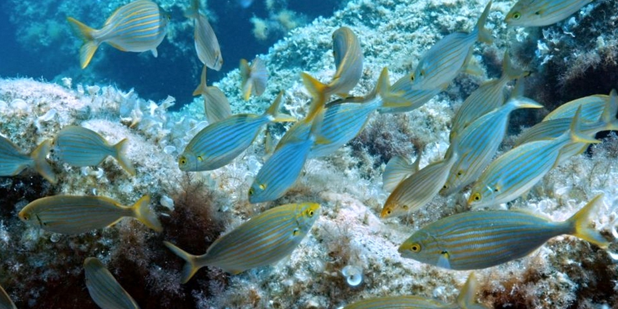 La Corse du bord de mer