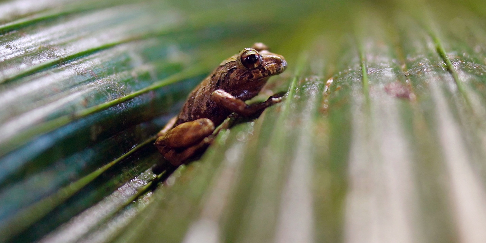 Équateur: un campus au coeur de la jungle