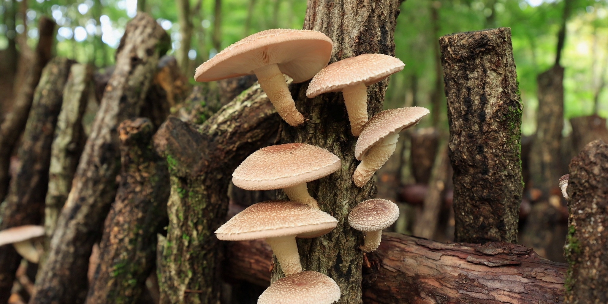 Les maîtres des champignons